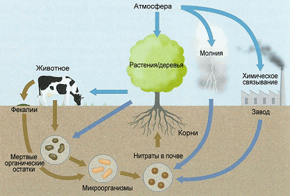 Круговорот азота в природе. 